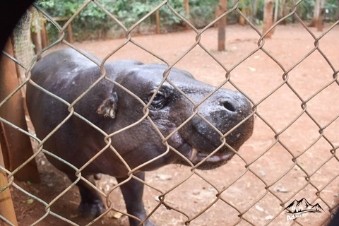 Nairobi Walking Tour, Giraffe Center Tagestour.Nairobi Safari Walk Giraffe Center Tagestour.