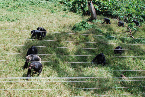 Ngamba Island Chimpanzee Sanctuary Trip