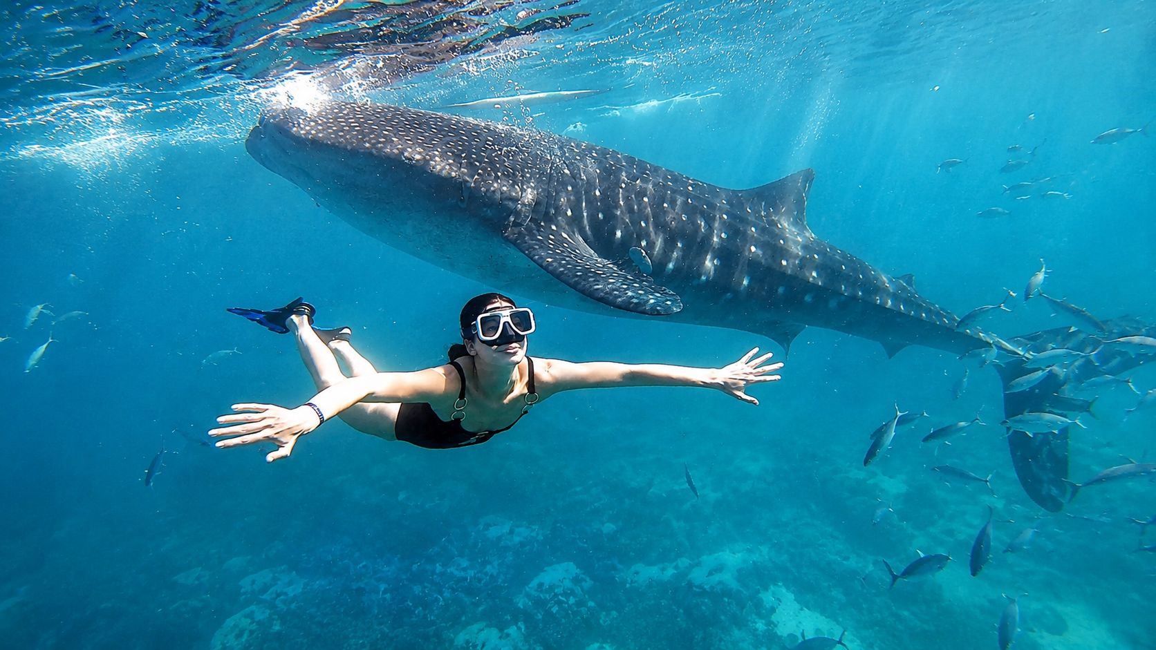 Oslob: Walhai-Schwimmen, Inambakan Wasserfälle & Moalboal Tour