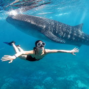 Cebu: Whale Shark & Moalboal Sardines with Tumalog Falls Cebu: Whale Shark & Moalboal Sardines with Tumalog Falls
