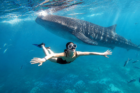 Cebu: Oslob Whale Sharks, Tumalog Falls & Simala Private Tour (Recommended)