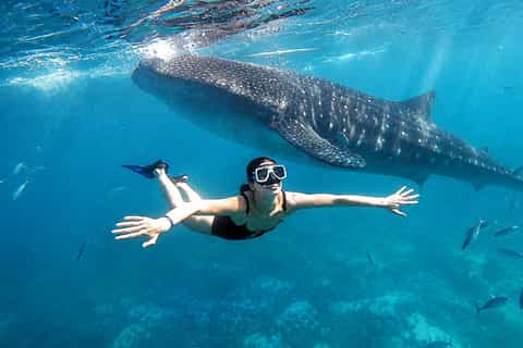Cebu: Whale Shark & Moalboal Sardines with Tumalog Falls - Image 3