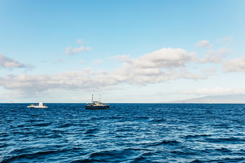 Honolulu, Oahu: Waikiki Whale Watching Cruise
