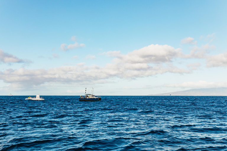 Honolulu, Oahu: Waikiki Whale Watching Cruise