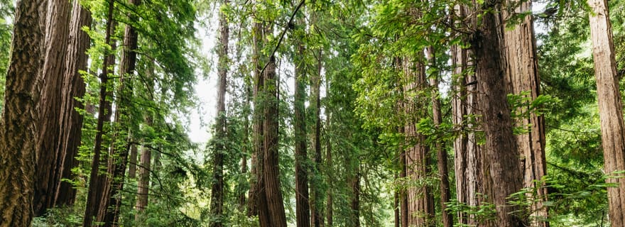 San Francisco: Tour per piccoli gruppi di Muir Woods e Sausalito