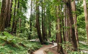 San Francisco: Muir Woods and Sausalito Small-Group Tour