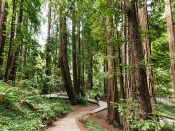 San Francisco: Tur i liten grupp till Muir Woods och Sausalito