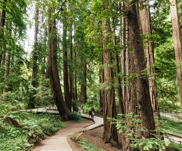 São Francisco: Tour em pequenos grupos por Muir Woods e Sausalito