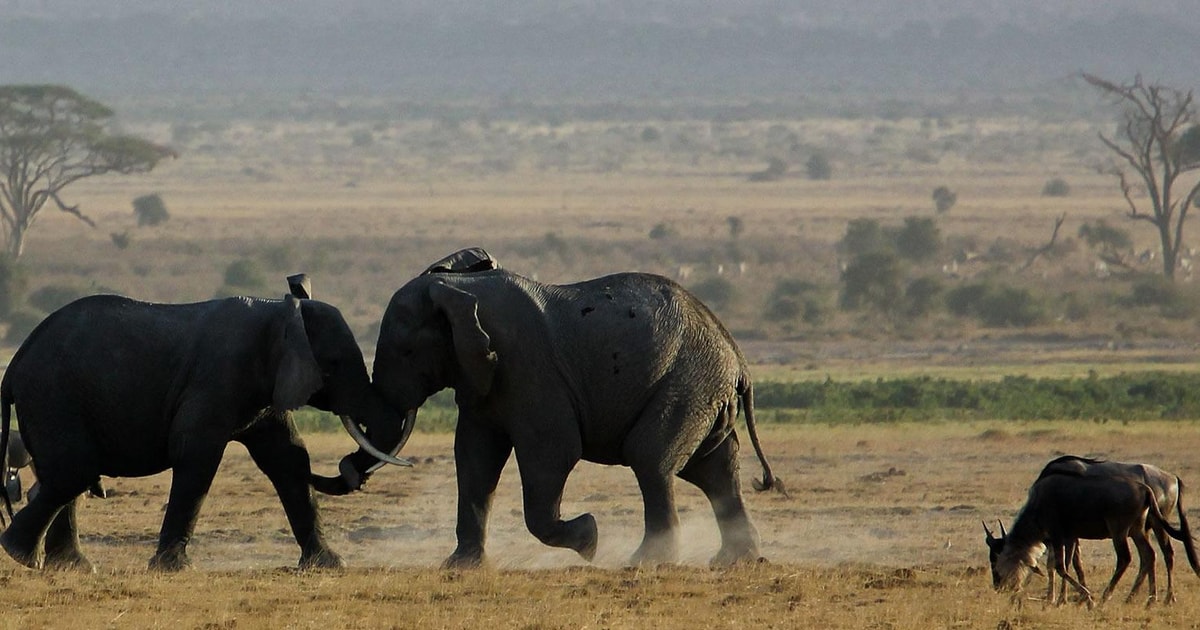 Nairobi Escursione Di Un Giorno Al Parco Nazionale Di Amboseli Con Il