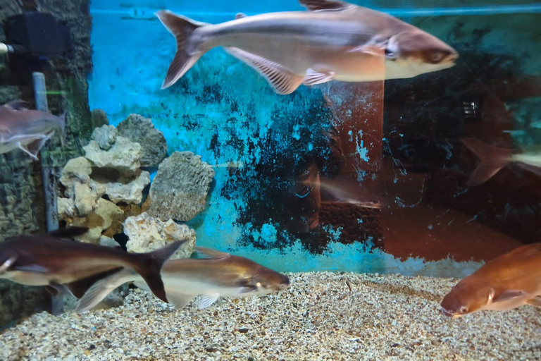 Hurghada: Hurghada City Tour with optional Red Sea Aquarium Group Hurghada City Tour