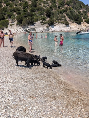 Nydri: Piggy Cruise: Schwimmen mit den berühmten schwimmenden Schweinen von Atokos