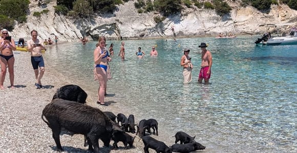 Nydri: Piggy Cruise: Swim With Famous Atokos Swimming Pigs