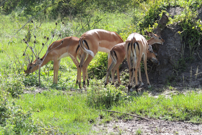 From Entebbe: 3-Day Lake Mburo Safari with Boat Cruise