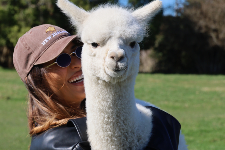From Christchurch: Alpaca Farm Tour with Feeding and Guide