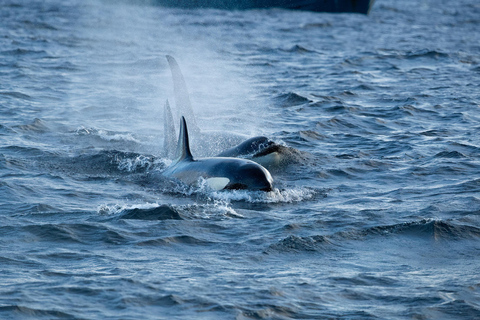 Tromsø: Orca and Whale Watching Heated Boat Trip Tromsø: Orca and Whale Watching comfort heated boat Trip