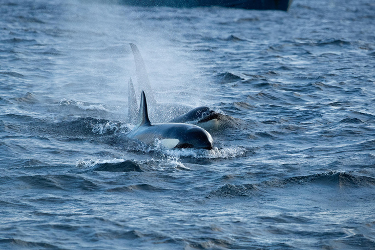 Tromsø: Orca and Whale Watching Heated Boat Trip Tromsø: Orca and Whale Watching comfort heated boat Trip