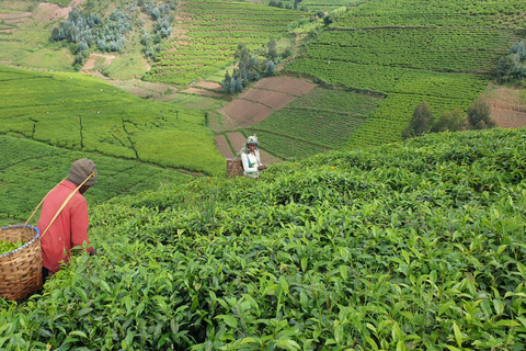 Rwanda: 8-Day Guided Cycling Tour of the Congo Nile Trail