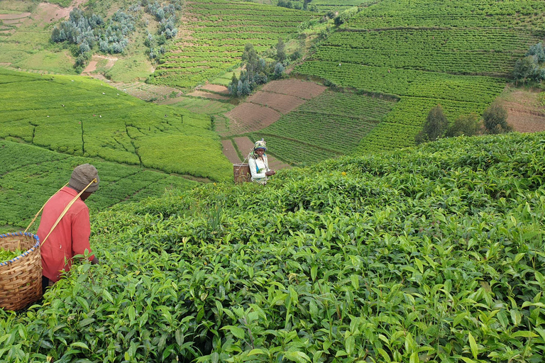 Rwanda: 8-Day Guided Cycling Tour of the Congo Nile Trail