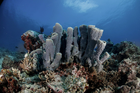 Menjangan Island: Fun Diving Experience