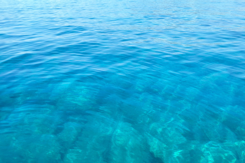 Baignade avec les cétacés Visite privée en bateau Genova Portofino