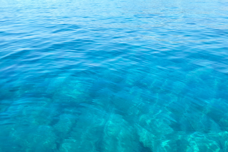 Baignade avec les cétacés Visite privée en bateau Genova Portofino