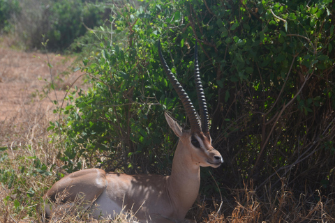 From Mombasa/Diani: 2-Day Tsavo East National Park Safari