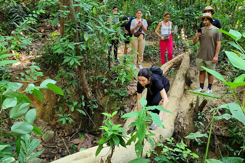 Khao Sok: Half-Day & Night Wildlife Trek and Jungle Dinner Option 6: Half-Day & Night Trek with Dinner From Khao Lak