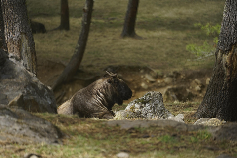 ''Bhutan: 6-Day Hidden Himalayas Tour with Meals''