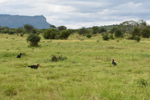 Safari de 2 días por el Parque de Tsavo Este y Tsavo Oeste