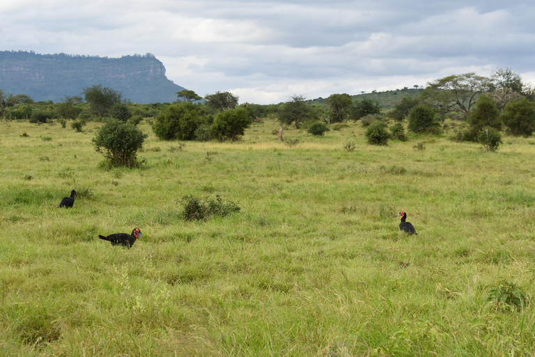 2-tägige Wildtier-Safari zum Tsavo Ost & Tsavo West Park