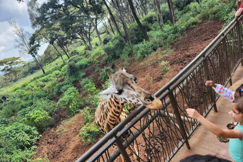 Nairobi: National Park, Elephant Orphanage & Giraffe Center