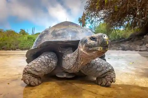 Isla de la Prisión, Excursión a las Especias, La Isla Pongwe, Playa de Kendwa