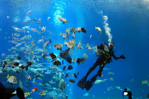 Hurghada: Scuba Diving for Certified Divers & Beginners Boat trip for the Certified Divers with Lunch & Transfer
