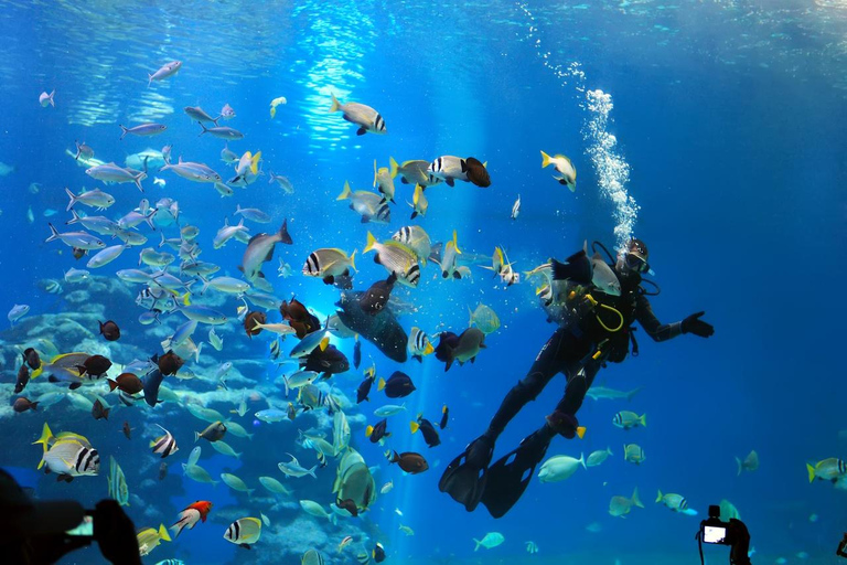 Hurghada: Scuba Diving for Certified Divers & Beginners Boat trip for the Certified Divers with Lunch & Transfer