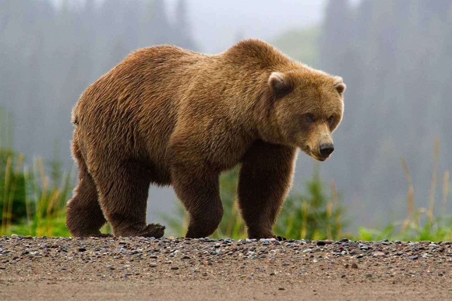 From Bucharest: Făgăraș Mountains and Bear Watching Tour