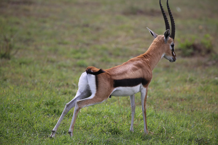 Lago Naivasha e ilha Crescent: Caminhando com animaisCaminhando com animais na ilha Crescent Safári de barco