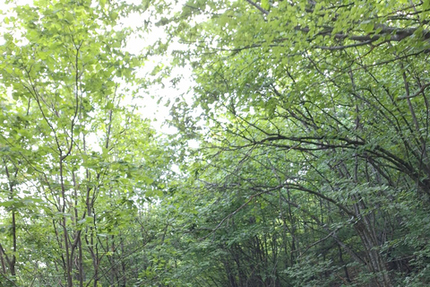 Sarajevo: Skakavac Waterfall Hike with Picnic & Coffee