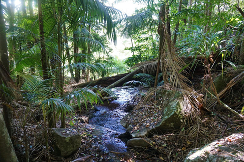 Brisbane: autobus hop-on hop-off do Tamborine Mountain