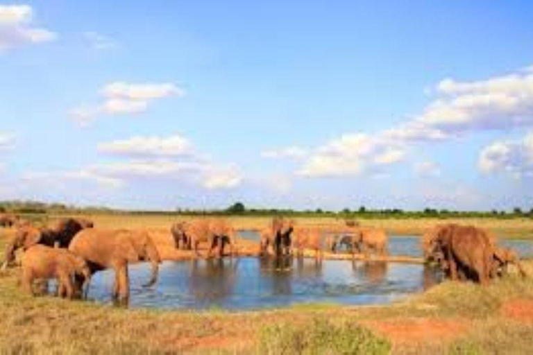 Day Tour to Tsavo East National Park