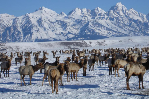 Jackson Hole: National Elk Refuge Sleigh Ride