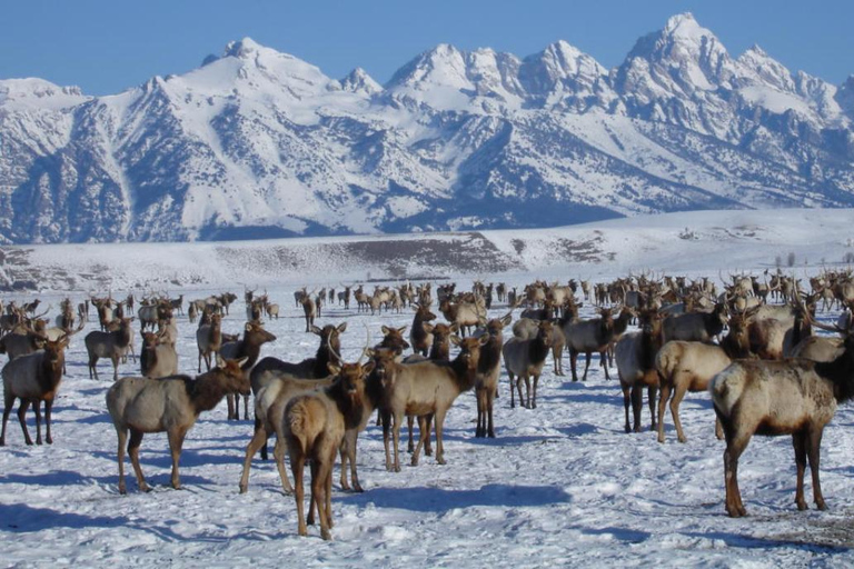 Jackson Hole: National Elk Refuge Sleigh Ride