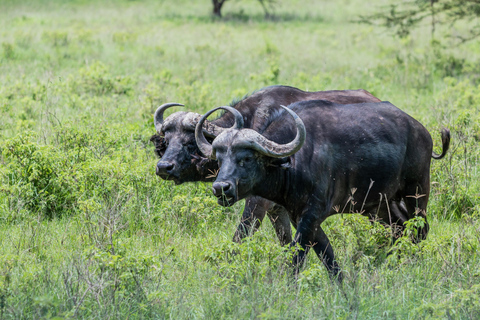 LAKE BOGORIA EN LAKE NAKURU NATIONAAL PARK: 2 DAGEN SAFARI