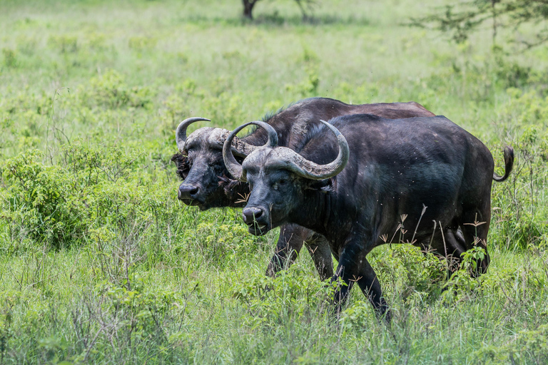 LAKE BOGORIA EN LAKE NAKURU NATIONAAL PARK: 2 DAGEN SAFARI