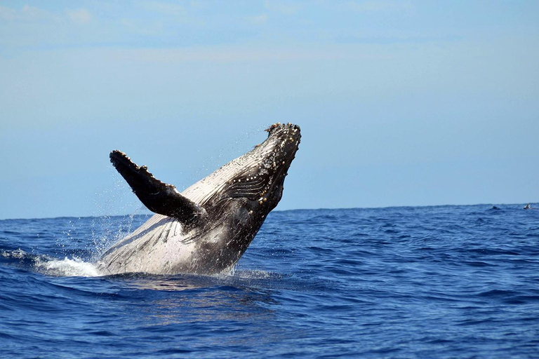 Mafia Island: Humpback Whale Watching Tour