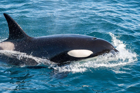 Andenes: Responsible Whale Watching with Classic Catamaran