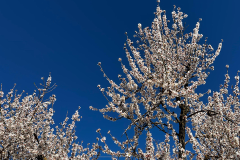 Embrace the enchantment of Mallorca&#039;s almond blossom seasonMallorca&#039;s almond blossom season