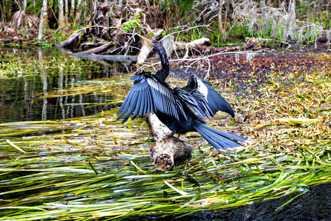 Orlando: Silver Springs Guided Kayak Tour with Shuttle