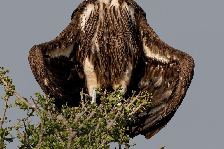 Nairobi: Safari de 3 dias em Maasai Mara com alojamento.AW