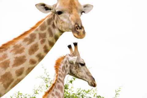 From Victoria Falls: Game drive & Rhino Walk Experience Private Tour