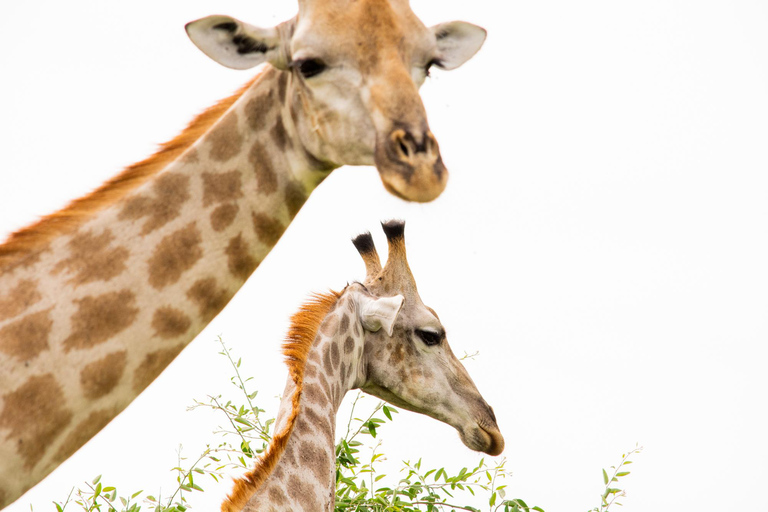 From Victoria Falls: Game drive & Rhino Walk Experience Private Tour